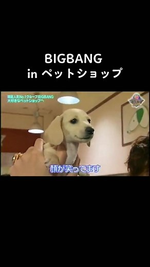 BIGBANG 可愛いヴィーナスフォートペットショップCM: キャラクターと有名人