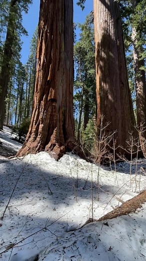 7.6K views · 797 reactions | Going big at Calaveras Big Trees State Park | Save the Redwoods League | Facebook