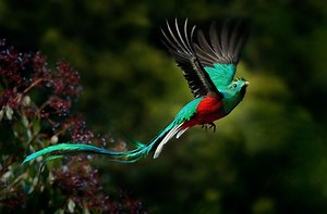 Animaux surprenants : le quetzal resplendissant
