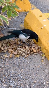 251 reactions · 14 shares | Magpies are cool little dinosaurs. •...