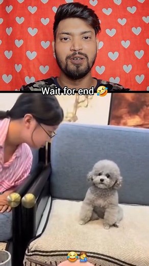 964K views · 10K reactions | 2 funny 藍 videos.... 臘‍♂️ . . . . #comedyreels #funnyreels #petlovers #dog #doglover | Subha Sarkar | Facebook