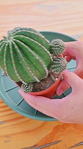 What to do with your cactus pups? | Plantasy Hub