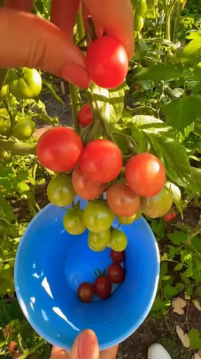 12K views · 315 reactions | Harvesting Cherry Tomato  #gardening #gardentips #garden #tools #gardentools #tomato | Garden Tips | Facebook