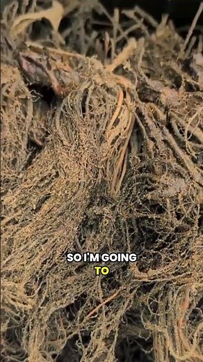 Preventing strawberry root rot with beneficial bacteria #organicfarming #homestead #permaculture