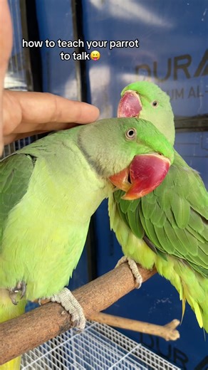 How to Teach Your Parrot to Talk