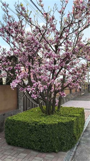 Magnolia that falls in love #garden #home #bonsai #flowers #design #plants #gardening #rose #diy ...