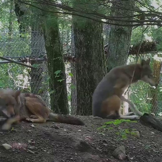 Our critically endangered red wolves are some of the rarest canids in the world — with fewer than 20 remaining in the wild. Want to see them in real time? Tune into our live webcams and catch a glimpse of these elusive and remarkable wolves. 🐺 🔗 Watch now: https://nywolf.org/meet-our-wolves/webcams/ 💡Learn more about Red Wolves: http://bit.ly/4nk0tw1 | Wolf Conservation Center