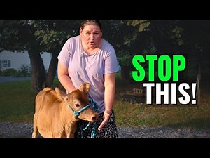First Time Leading a Calf (Mistakes to Avoid!)