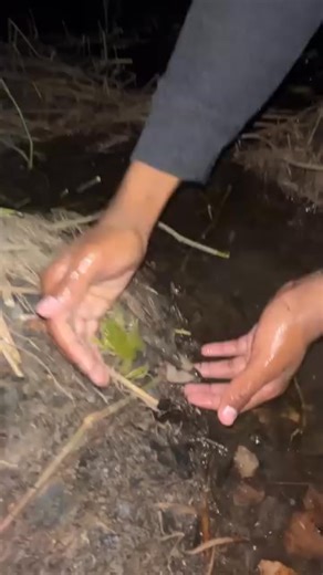 34 reactions | American Green Tree Frogs (Dryophytes cinereus) are...