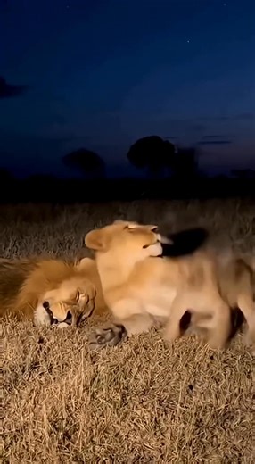 12K views · 126 reactions | What a family女, see how the lion's parents are explaining to their son女 #lion #wildlife #nature #attack #animals #lionfamily #lionking #honeybadger #honeybadgerdontcare #mufasa #YoungLove | Mr. Darshan Jain Official | Facebook