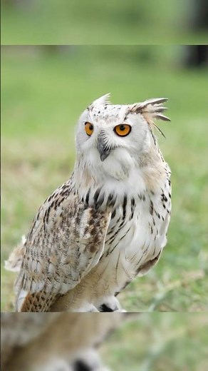 This Owl Hunts Foxes. Seriously.