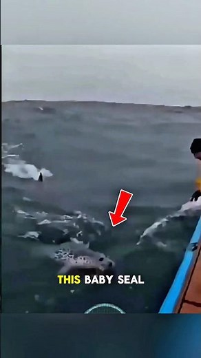 A Shark Chased This Baby Seal… Until A Man Saved It