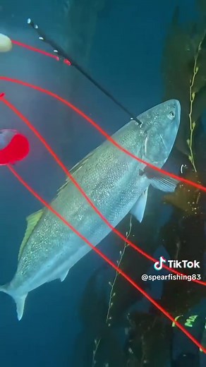 Ultimate Guide to Spearfishing Techniques and Tips
