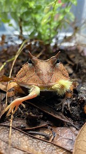 3.9K views · 5.6K reactions | Dinner time for my five captive-bred...