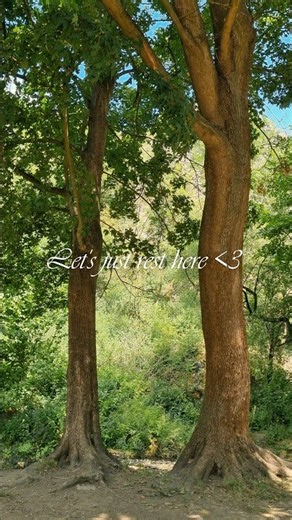 ✨Beautiful Fairy Forest Music You Can Fully Relax to #shorts