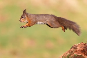 'Very Aggressive' Squirrels Jump On And Bite Kids At Florida Park