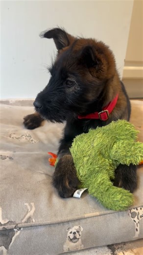 Del Mar Dog Rescue | Shelley is out of this world! She is a 4 month old mixed breed who was saved from Devore which is a high kill shelter. She is the smartest... | Instagram