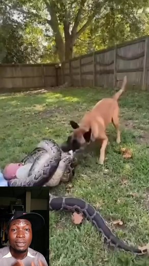 5.1K views · 49 reactions | Great dog save the baby from a python  #reelsviralシ | Chidex Nwa Tv | Facebook