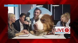 Spanish Version - Pet insurance market will be worth nearly 38 8 billion by 2030