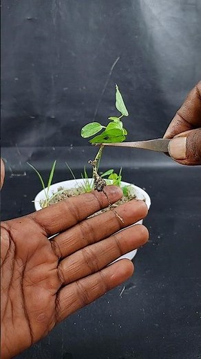 How to grow papaya plant at home from seeds || Best & easy method for planting //#highlights