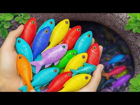 Akuarium Cantik Jadi Ramai! Tangkap Ikan Hias Warna-Warni