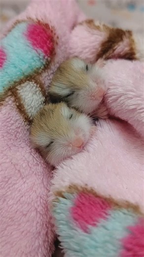 Hamster🐹andMomohiro🐕️Pug😁&きこちゃん🐿 on Instagram: "Our precious baby👶🥹💓 This is a story about our babies eating and playing wrapped in blankets 🥹💓 Thank you so much for your kind messages💕💕They always encourage me🥹💓 Sorry for the late reply 💌 I will reply as soon as I have finished taking care of my hamster family 💕💕 おくるみハムちゃんもぐもぐネムネム物語🥹🐹❤️ 今日も世界中の皆様が穏やかに穏や