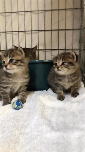 10K views · 272 reactions | @følgere MobilePay 880812 eller konto...