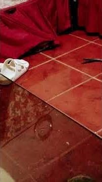 My Ming ang bida #cat#lover#shortsfeed #youtubers