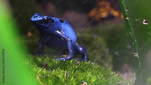 Blue poison dart frog or blue poison arrow frog (Dendrobates tinctorius azureus, Tirio name, okopipi) is a poison dart frog found in the forests surrounded by the Sipaliwini savanna.