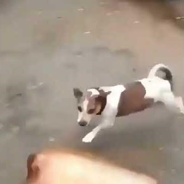 Dog goes into shock after bottle explodes