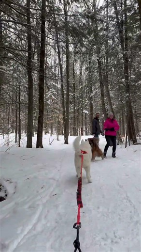 Dog kick sled ride #adventure #snow #dogtraining #husky #sleddog #winter #huskylife #doglife #puppy