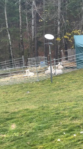 Ko vzreditelj opravi svoje delo tako, kot se spodobi. Dobra genetika, odlična vzgoja in vse, kar spada zraven…👌👏 Sparta je prišla pred enim tednom k nam. Po treh dneh prilagajanja na novo okolje, krdelo in domače ljudi, sem jo v sredo dodal k ovcam in h Kali. Zaradi lažjega nadzora sem jim ogradil manjši prostor. Sparta je kmalu razumela svoje poslanstvo in brez kakršnih koli težav je z njimi ves čas, če prav pred prihodom k nam, še ni videla ovce. Danes sem jim čez dan odprl celoten pašnik in