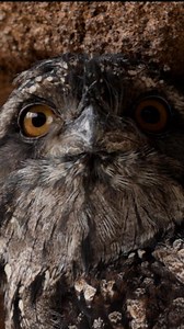 72K views · 10K reactions | Contrary to popular belief, tawny frogmouths are not owls! These birds are masters of camouflage and spotting them at Australian Outback won’t be easy.  Good luck! #BirdParadise #TawnyFrogmouth #Frogmouth | Mandai Wildlife Reserve | Facebook