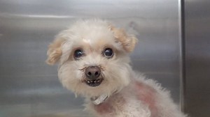 51 reactions · 80 shares | RETURNED TO OWNER - moved to SAFE Album on...