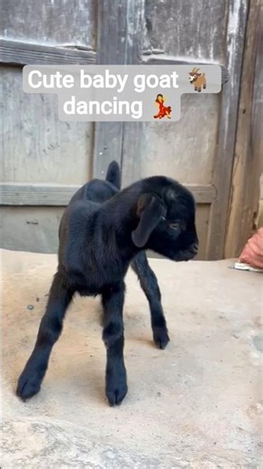 Cute baby goat dancing 💃💃|| childness of goat #goatlove #shorts #viralgoat