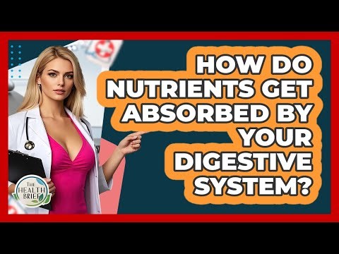 How Do Nutrients Get Absorbed By Your Digestive System? - The Health Brief