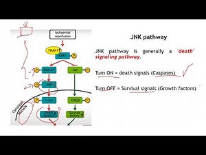 JNK pathway
