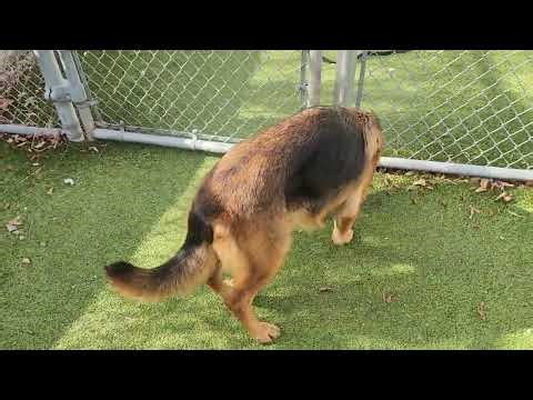 PISCES #germanshepherd #austinanimalcenter