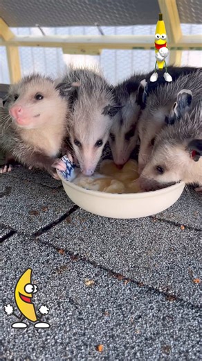 Banana breakfast 🍌 | Lucky the opossum - Lucky’s Legacy