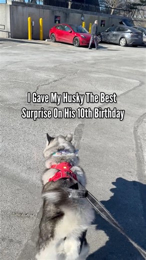 I surprised Champ on his 10th birthday. I set up a playdate with his best friend in the whole world, The Husky Moon. Champ hasn’t seen Moon since before he was sick. He was so happy ♥️ | The Half Husky Bros