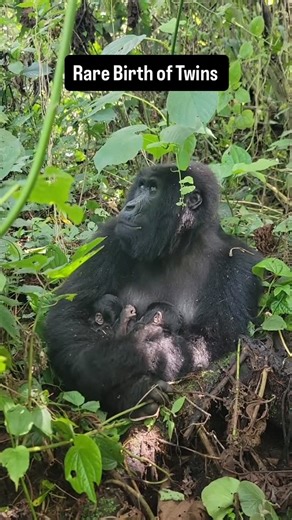 Gorilla Trekking in Rwanda on Instagram: "Rare Birth of Twins - In the eastern Democratic Republic of Congo, a pair of twin mountain gorillas has been born – a rare occurrence for the endangered primates, says conservationists at Virunga National Park. On 3rd January 2026, community trackers responsible for monitoring the health of the mountain gorillas in Virunga National Park discovered the birth of twins within the Bageni Family, one of the habituated gorilla families in the park. Following f