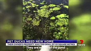 58K views · 890 reactions | A Gold Coast woman has been told her two pet ducks will have to be rehomed because her property is 65 square metres too small. www.7NEWS.com.au | 7NEWS Brisbane | Facebook