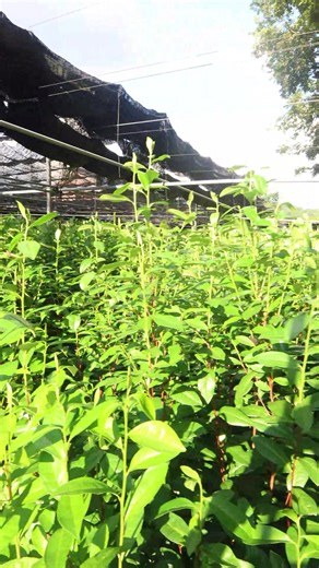 京都の奥ノ山茶園🍵 見渡す限り広がる茶畑と澄んだ空気、まさに癒やしの景色✨ ここで味わうお茶は格別やで☺️ #旅行 #近畿旅行 #京都 #京都観光 #ケンミンショー旅アワード2025