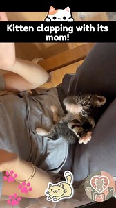129K views · 5.4K reactions | Kitten clapping with its mom! #CatLover 殺 | I Love my Cats | Facebook