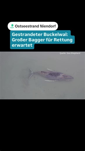 Ein größerer Saugbagger, mit dessen Hilfe der in der Ostsee vor Timmendorfer Strand gestrandete Buckelwal befreit werden soll, wird nach dpa-Angaben in den nächsten Stunden an der Strandungsstelle vor dem Ortsteil Niendorf erwartet. Er solle gegen 14:00 Uhr ankommen, hieß es vor Ort. Der Bagger soll am Nachmittag aufgebaut werden, wie Carsten Mannheimer von der Meeresschutzorganisation Sea Shepherd der Nachrichtenagentur dpa sagte. Ob er heute noch oder erst morgen zum Einsatz komme, sei derzeit