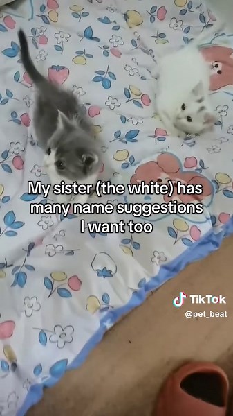 Creative Name Ideas for Your Cats