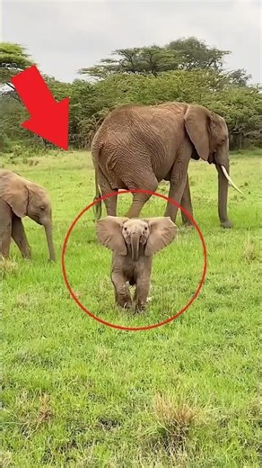 Hilarious Baby Elephant Moments! 😂 Their Trunks Are So Confusing!
