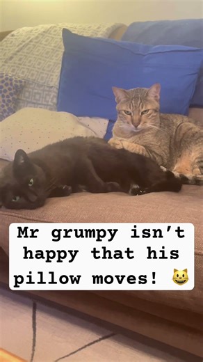 Mr grumpy cat! 😾 😘#catshorts #catvideos