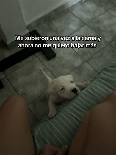 Amor por el Dogo Argentino: Cachorros Llorando