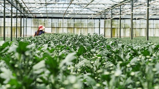 Growth strategy solutions